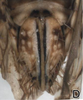 Ovipositor on Chelidinus cinerascens Emeljanov, 1962: Ovipositor. (Observation).
