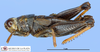 CollectionObject 1478876; eb19e24e-376a-4145-8a72-3579ffa2dc01, MLP26770: male, lateral view (holotype). (CollectionObject).