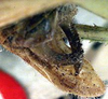 CollectionObject 1517399; 0ff29259-0938-49cc-8771-dabbe1fa9932: male cerci (holotype). (CollectionObject).