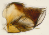 Pygofer, lateral view on Bhatia Distant, 1908 nsp 8-56: (Observation).
