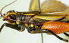 CollectionObject 1498827; b4f7727e-1f33-4456-9479-f8b186356cc6: 2012. male, head and pronotum, lateral view. (CollectionObject).