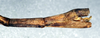 CollectionObject 1561700; NMW 354, e2c8ba9a-0926-468f-8355-641099f4ae06: copyright NMW, Vienna. female: end of abdomen, lateral view (syntype). (CollectionObject).