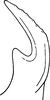 Stylus on Diplocolenus (Diplocolenus) ikumae (Matsumura, 1911): Stylus. (Observation).