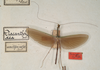 CollectionObject 1562519; f77cd15d-450c-4cbc-9fe5-1788fac2d151: copyright St. Petersburg. male (probable syntype). (CollectionObject).