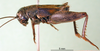 male, lateral view (syntype of Acheta melas). Depicts CollectionObject 1500740; 82100a0d-1ab9-46ee-8c59-54c48559aeb2, a CollectionObject.