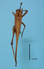 female, body dorsal view ("allotype" of Phaneroptera quadrivittata). Depicts CollectionObject 1542947; 59b21c62-0c28-4546-a153-559fbeacd359, a CollectionObject.