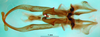 CollectionObject 1501995; 267b1f34-9635-4e39-a58e-da9f69be5941: phallus dorsal view. (CollectionObject).