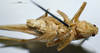 CollectionObject 1532825; NMW 3225774, ca786efb-8a68-4f89-83a7-b9c558ccc133: male, ventral view. (CollectionObject).
