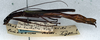 CollectionObject 1557226; 5e453eca-4d54-4bfd-b03e-320d70b73393: copyright NMW. male, lateral view (syntype). (CollectionObject).