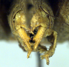 CollectionObject 1502670; a7adf959-8b03-45bb-9e76-9c648fdcc93c: male cerci (paratype). (CollectionObject).