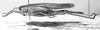 Tettigonia longispina Ingrisch, 1983: female, lateral view (paratype). (Otu).