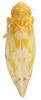 Habitus, dorsal view on Erythroneura vaga Johnson, 1934: Habitus (holotype, OSU collection). (Observation).
