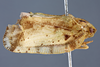 Habitus, lateral view on Dascalia sinuatipennis (Stål, 1859): (Observation).