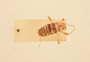 CollectionObject 1476535; bf8d1146-34f5-4d75-83c6-1df974e2d4e1, NHMUK015982185: dorsal view (holotype). (CollectionObject).