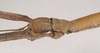 Lonchodes brevipes Gray, 1835: copyright Natural History Museum, London. female: head, lateral view of synonym Lonchodes pterodactylus (syntype). (Otu).