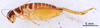 CollectionObject 1522846; 585610a4-fcf6-45a5-a6b1-e217438a5734: Male, lateral view (holotype). (CollectionObject).