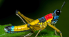 Amedegnatomastax colombiensis Cadena-Castañeda & Cardona-Granda, 2015: male alive. (Otu).