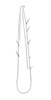 Ceuthophilus (Geotettix) fusiformis Scudder, 1894: Fig. 331. subdistal cephalic spur of caudal tibia, testaceus phase (Gros Ventre Range, WY). (Otu).