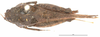 CollectionObject 1477253; 09c6a3b7-6d3b-436d-a23a-fcb3ed005eac: female, dorsal view (holotype). (CollectionObject).