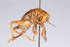 CollectionObject 1531192; a98131b5-0094-4ddd-a50d-6b0ccf725323: female, lateral view (holotype). (CollectionObject).