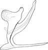 Aedeagus, lateral view on Cassianeura bimaculata Dworakowska, 1984: Aedeagus, lateral view (Penang). (Observation).