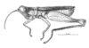 Anoptotettix levis Amédégnato & Descamps, 1979: Fig. 105. male, habitus. (Otu).