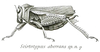 Scirtotypus aberrans Brunner von Wattenwyl, 1898: Pl. XVII, Fig. 27. female (body length 36 mm, pronotum 7.5 mm, tegmina 28 mm). (Otu).