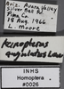 Other: !! display not done !! on Acinopterus angulatus Lawson, 1922: (Observation).