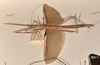 CollectionObject 1562038; 57e02023-3a6b-407c-8fdb-bfa549597c7a: copyright OUMNH. female, lateral view (holotype). (CollectionObject).