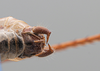 CollectionObject 2229687; b0bc9c22-3f28-4552-89af-a3bde19e6cb7: Male, postabdomen, ventral view. (CollectionObject).