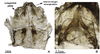 CollectionObject 1589257; af5bcb7a-c62b-4e09-8a09-08aefd2c1085: copyright UFRPE. male (holotype). (CollectionObject).