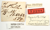 CollectionObject 1571063; 402d0f44-d193-497d-a132-3cdf6b75066b: labels (syntype). (CollectionObject).