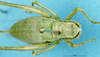 CollectionObject 1507218; a8a2dfd5-06b0-4075-96b1-0ca001e7ba68: female, dorsal view. (CollectionObject).