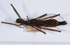 CollectionObject 1558328; 42f1c1a0-648b-4171-814e-accc36001f0d: copyright ANSP. female of synonym Brachyelena hirsuta (holotype), dorsal view. (CollectionObject).