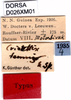 CollectionObject 1505105; d3160209-700d-4ba0-9420-4ef77608503c, DORSA D026XM01: labels (syntype). (CollectionObject).