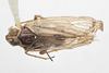 Habitus, dorsal view on Cyclopoliarus biperforatus (Fennah, 1945): (Observation).