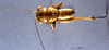 CollectionObject 1516541; NNM 3225229, f42e48b3-0e75-43e7-be4d-a065272784d0: male, dorsal view. (CollectionObject).