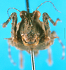 CollectionObject 1568309; 67072ead-15e5-46b5-8518-6ec3936be7d8: male, frontal view. (CollectionObject).