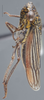 Habitus, lateral view on Cuerna alpina Oman & Beamer, 1944: Lateral. (Observation).