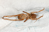 CollectionObject 1475002; 0c7dc88e-84d3-455e-a200-7f087d2be611: female, ventral view (syntype). (CollectionObject).