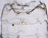 Abdomen, sternal apodemes, ventral view on Asymmetrasca decedens (Paoli, 1932): (Observation).