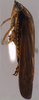 Habitus, lateral view on Coarctana occultata Domahovski & Cavichioli, 2023: Male holotype [MUSM]: habitus, lateral view. (Observation).