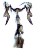 Aedeagus, ventral view: !! display not done !! on Scaphytopius latidens (DeLong, 1944): Holotype male, Ohio State U. (Observation).