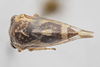 Habitus, dorsal view on Cyrtolobus griseus Van Duzee, 1908: (Observation).