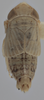 Habitus, dorsal view on Athysanella (Athysanella) strobila Blocker, 1988: Dorsal - Male. (Observation).