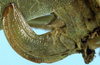 CollectionObject 1532295; NMW 7820, 38b184c1-f568-44f4-9c00-fc04a9146c16: female ovipositor (holotype). (CollectionObject).