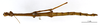 CollectionObject 1559015; cae173d8-86aa-4ff3-bfb3-cd66274cf657: copyright MNHN, Paris. male of synonym Bacteria foliacea (holotype). (CollectionObject).