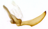 Stylus on Chilenana chilena DeLong & Freytag, 1967: Male [DZRJ]: style, lateral view. (Observation).