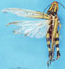CollectionObject 1507191; 3da77f04-0a38-400e-b727-4f1e641a75c0: female, dorsal view (syntype). (CollectionObject).