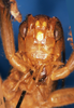 CollectionObject 1530794; 2f106251-bbd1-4c33-bc70-dae2d97ef865: male, frons. (CollectionObject).